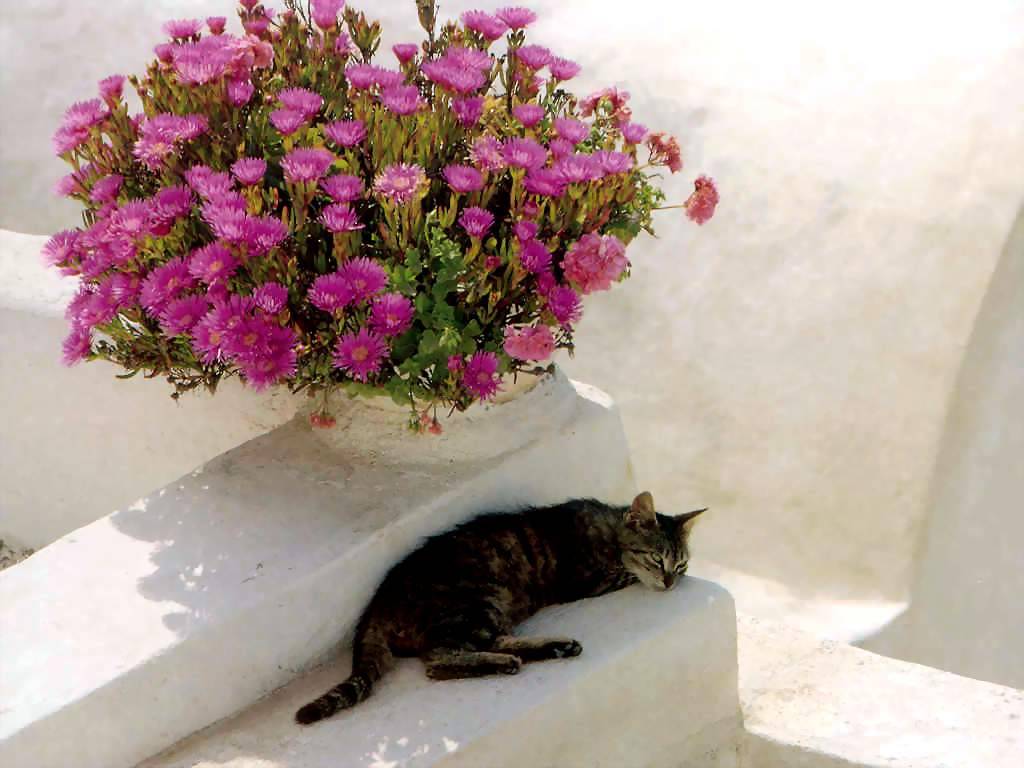 Gatti (175)